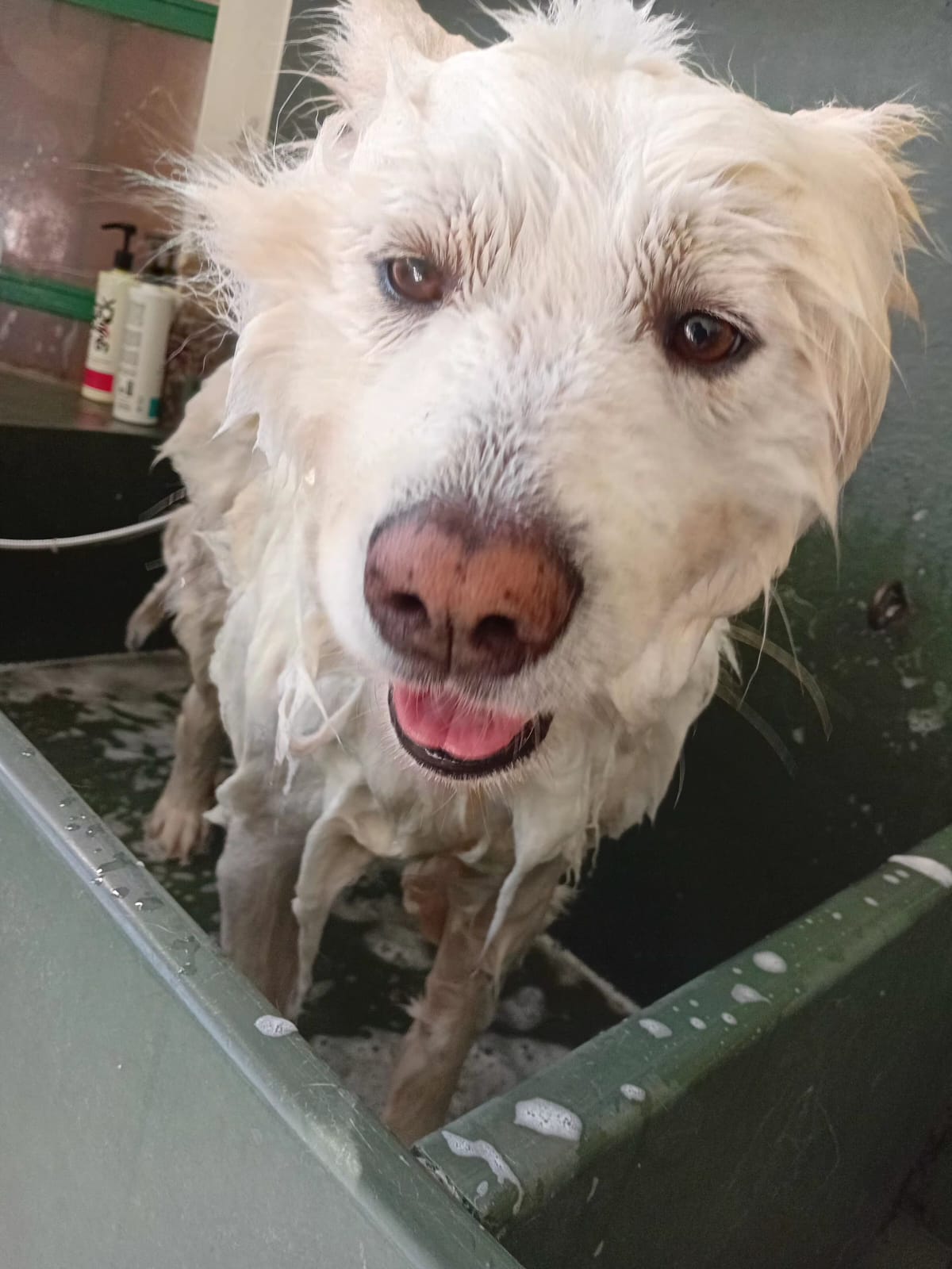 Pomerânia tomando banho na DogDoc