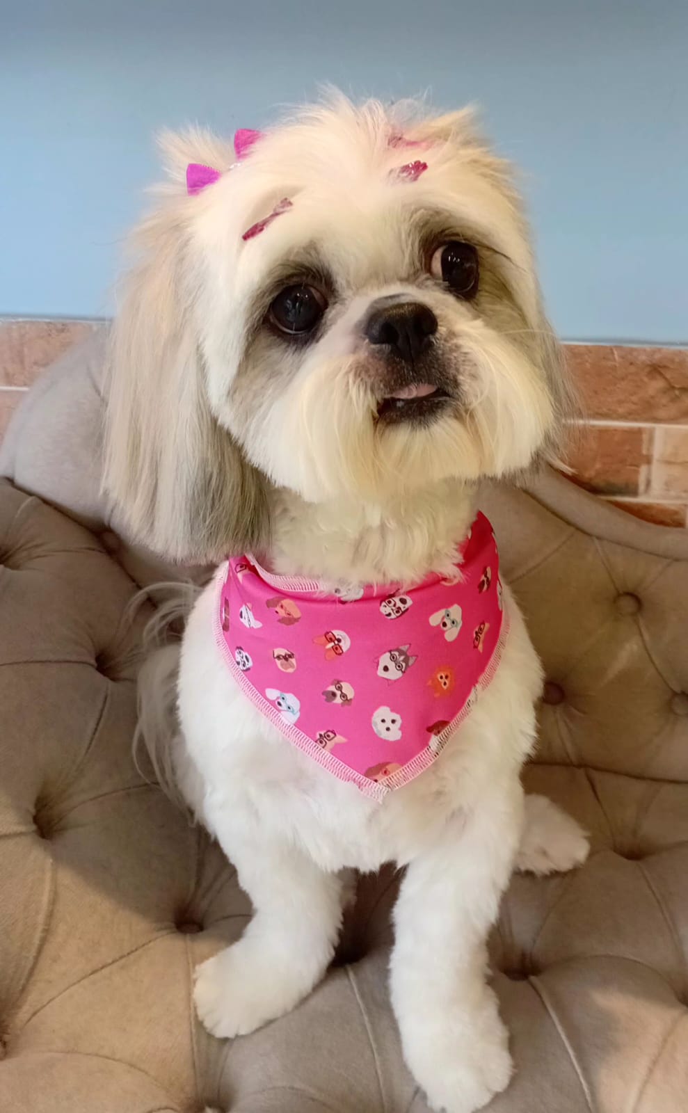 Cãozinho fofo e tosado, cliente da DogDoc